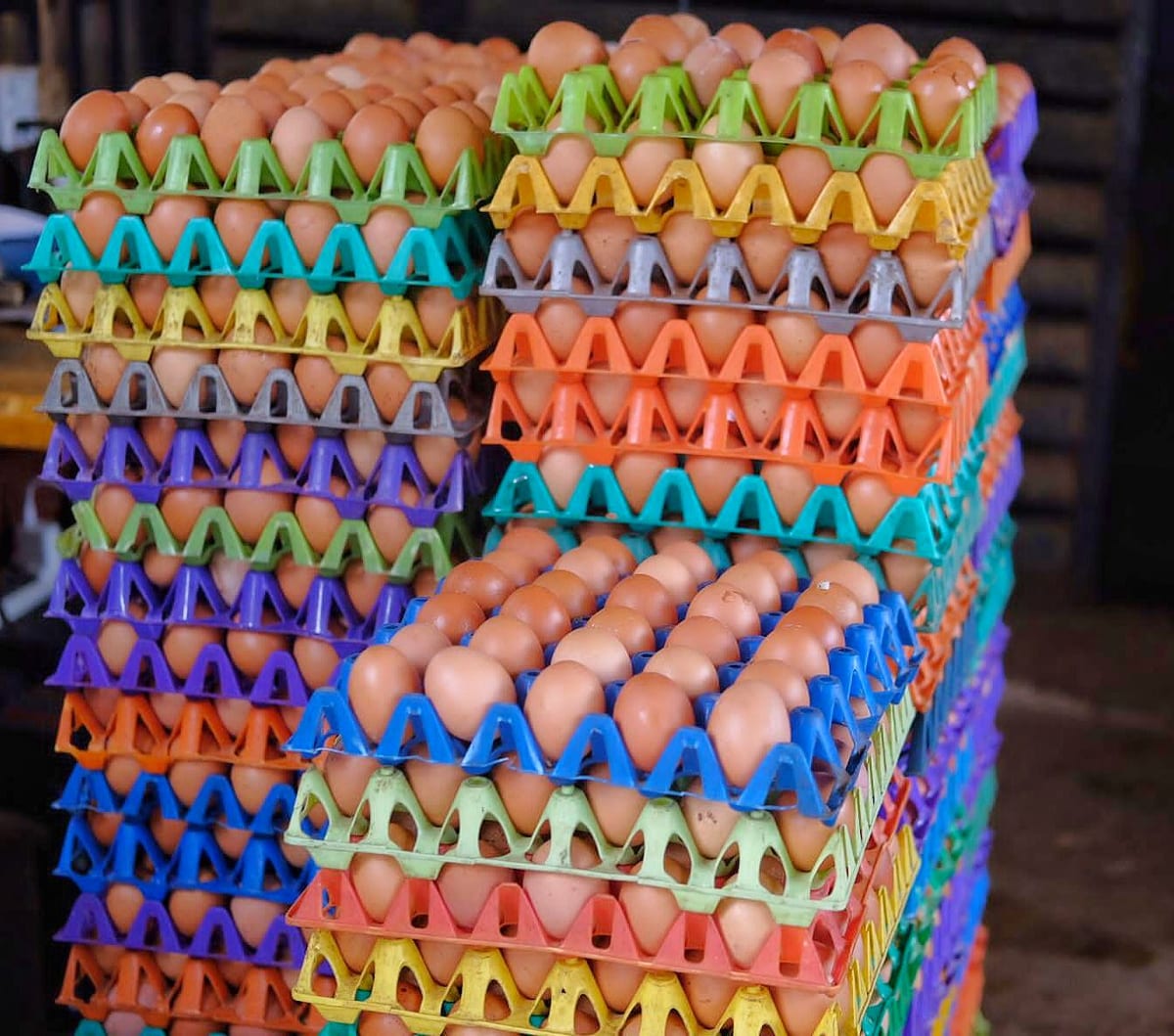 A farm worker collecting a freshly laid egg by hand
