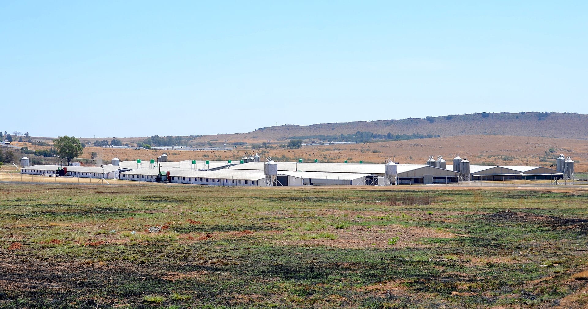 A modern poultry farm complex under open sky